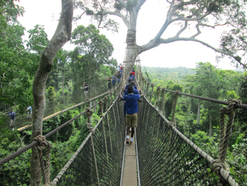 Africa Kakum Park Forest